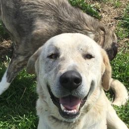 Anatolian Shepherd Dogs and Boxers from Country View Meadows Kennel