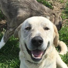 Anatolian Shepherd Dogs and Boxers from Country View Meadows Kennel