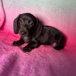 Queen - Black female Dachshund puppy in Magnolia, Texas from Hillyard Ranch