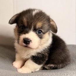 Mickey - Black and tan male Pembroke Welsh Corgi puppy in Griffin, Georgia from Rollnoaks & Cottontail AKC Pembroke Welsh Corgis