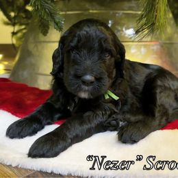 Scrooge - Black and white male Sheepadoodle puppy in Surprise, Arizona from Desert Lily Doodles