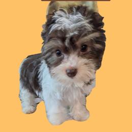 S'mores (Dark chocolate and sable Parti male 4) - Chocolate, tan and white male Yorkshire Terrier puppy in Gatesville, Texas from KontryKritterz Yorkies