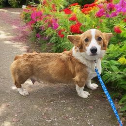 Darla - Pembroke Welsh Corgi