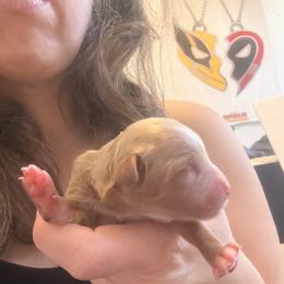 Girl 2 - Red female Cavapoo puppy in Kalamazoo, Michigan from Sleeping Bear Kennels