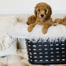 Labradoodle Puppies from Ruby Doo’s Doodles