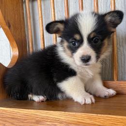 Venus - Black and tan female Pembroke Welsh Corgi puppy in Derby, Iowa from NHC Kennels