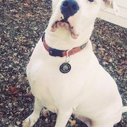 Dogo Argentinos from Schaffer Ridge Dogo kennel