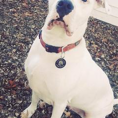 Dogo Argentinos from Schaffer Ridge Dogo kennel