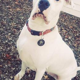 Dogo Argentinos from Schaffer Ridge Dogo kennel