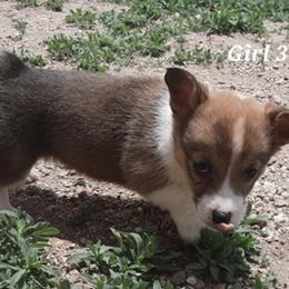 Pembroke Welsh Corgi Puppies from JD's Corgi Kennel