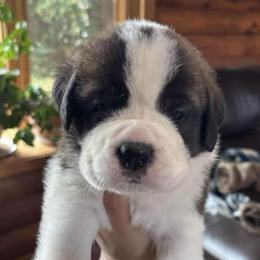 Orange Collar - Brown and white male Saint Bernard puppy in New York from Johnson Farms