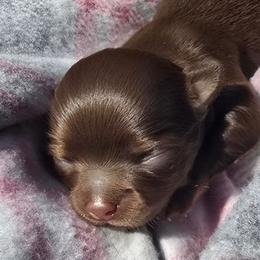 Marianne - Chocolate and tan female Chihuahua puppy in Mills River, North Carolina from Chosen Chihuahuas