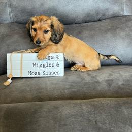 Scout - Sable male Dachshund puppy in Stuart, Iowa from Johnson Family Paws