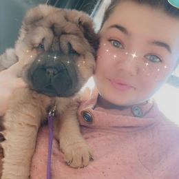 Chewy - Chinese Shar-Pei