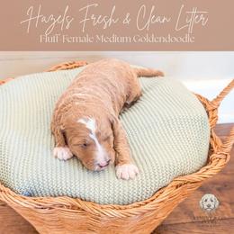 Puppy Pick 6 - Red  female Goldendoodle puppy in Whitesburg, Georgia from Asbury & Co Farms