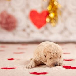 Poodle Puppies from Setting the Standard Poodles