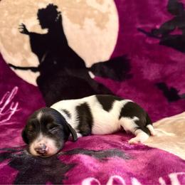 Ocean - Piebald female Dachshund puppy in Nampa, Idaho from 208 Wiener Wiggle Butts LLC