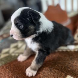 Pam - Black tri female Miniature Australian Shepherd puppy in Bethany, Illinois from Rachel at Marrowbone Creek Aussies