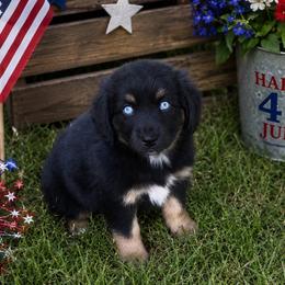 Midnight - Black & white female Australian Shepherd puppy in Harrah, Oklahoma from Kamm's Aussies