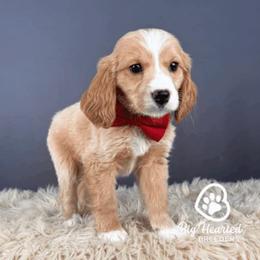 Peter - Red male Companion Cross puppy in Utah County, Utah from Big Hearted Breeders