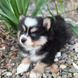 Lexus - Black and white female Pomsky puppy in Ravena, New York from Osiris’s Siberians & Pomskies