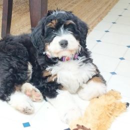 Bernedoodle and Double Doodle Puppies from Cloud Nine Doodles