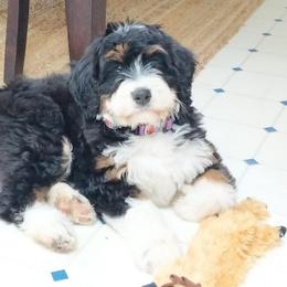 Bernedoodle and Double Doodle Puppies from Cloud Nine Doodles