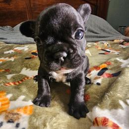 Tank - Black and white male French Bulldog puppy in Bend, Oregon from High Lakes Frenchies
