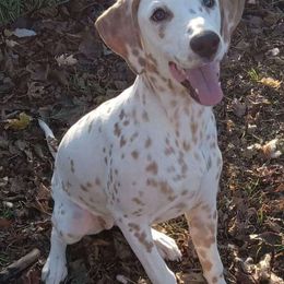 Sunflower - Dalmatian