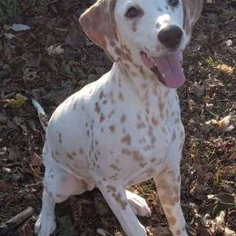 Sunflower - Dalmatian