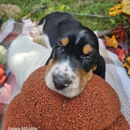 MEATBALL 2.0 - Black white and brown male Basset Hound puppy in Big Rapids, Michigan from Basket Hound Bassets