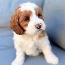 Lucas (dark blue) - Parti male Goldendoodle puppy in Twin Falls, Idaho from Magic Valley Family Doodles