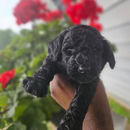 Poodle Puppies from Tommy Jones