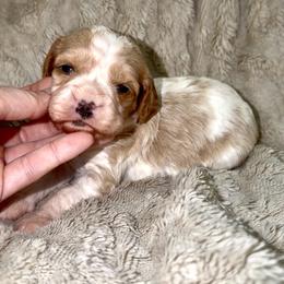 Louie (Blue Collar) - Blenheim male Cavapoo puppy in Redding, California from Lipscomb Doodles