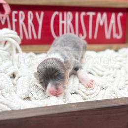 Tinsel - Black and tan female Pembroke Welsh Corgi puppy in Rozet, Wyoming from Hayday Ranch Corgis