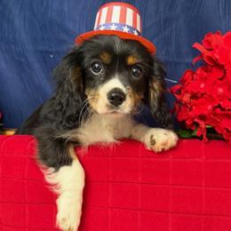 Cosmo - Tri-color male Cavalier King Charles Spaniel puppy in Cleveland, Georgia from Cavalier Country Farm