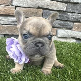 Iris - Tricolors female French Bulldog puppy in Jacksonville, Florida from Jacksonville Frenchies