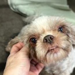 Diamond - Shih Tzu