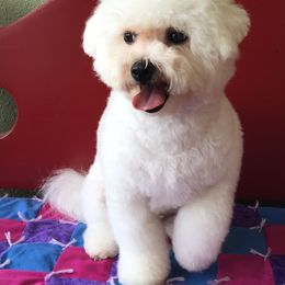 Bichon Frise Puppies from Bijou Bichon