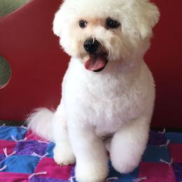 Bichon Frise Puppies from Bijou Bichon