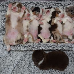 Australian Shepherd Puppies from Faith Built Ranch