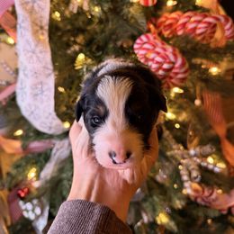 Gray collar - Black tri-color male Australian Shepherd puppy in Quinlan, Texas from Murphy Ranch Australian Shepherds