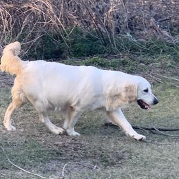 Lucy - Golden Retriever