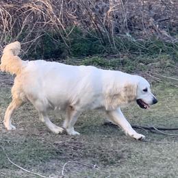 Lucy - Golden Retriever