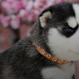 Siberian Huskies from Lotus Husky Pack