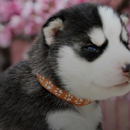 Siberian Huskies from Lotus Husky Pack