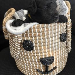 Poodle Puppies from Tyndaleia Watson