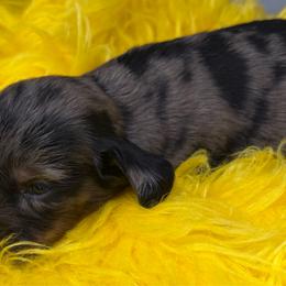 Four - Dapple male Dachshund puppy in Salyersville, Kentucky from Lavendell Dachshunds