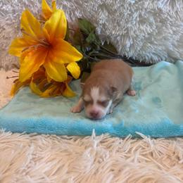 Male 3 - Red and white male Pomsky puppy in Bucyrus, Missouri from Hill Top Pomskies