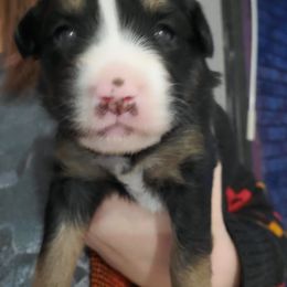 Miniature Australian Shepherd Puppies from Dollie's Aussie Farm